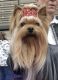 Yorkshire Terrier Puppies for sale in Torrance, CA, USA. price: NA