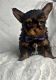 Yorkshire Terrier Puppies for sale in Locust Grove, GA, USA. price: NA