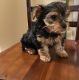 Yorkshire Terrier Puppies for sale in Egg Harbor City, NJ 08215, USA. price: NA