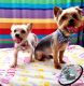 Yorkshire Terrier Puppies for sale in 3409 El Cortez Ave, Las Vegas, NV 89102, USA. price: NA