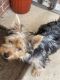 Yorkshire Terrier Puppies for sale in Russellville, AL, USA. price: $800