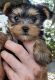 Yorkshire Terrier Puppies for sale in 5892 TX-27, Center Point, TX 78010, USA. price: NA