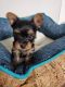 Yorkshire Terrier Puppies for sale in Kalamazoo, MI, USA. price: NA