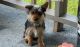 Yorkshire Terrier Puppies for sale in Beaver Falls, PA 15010, USA. price: NA