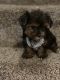 Yorkshire Terrier Puppies for sale in Coral Springs, FL, USA. price: $2,000