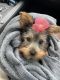 Yorkshire Terrier Puppies for sale in New Port Richey, FL, USA. price: $3,500