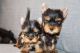 Yorkshire Terrier Puppies for sale in PECK SLIP, NY 10038, USA. price: NA