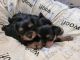 Yorkshire Terrier Puppies for sale in 630 Branch St, Holts Summit, MO 65043, USA. price: NA