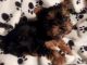 Yorkshire Terrier Puppies for sale in Pensacola, FL, USA. price: $450