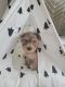 Yorkshire Terrier Puppies for sale in Portland, OR 97202, USA. price: NA