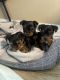 Yorkshire Terrier Puppies for sale in Hudson, MA, USA. price: $1,700