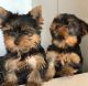 Yorkshire Terrier Puppies for sale in Michigan Ave, West Bloomfield Township, MI 48324, USA. price: NA
