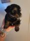 Yorkshire Terrier Puppies for sale in North Little Rock, AR 72117, USA. price: $900