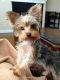 Yorkshire Terrier Puppies for sale in Davenport, FL, USA. price: NA