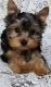 Yorkshire Terrier Puppies for sale in Lawton, OK, USA. price: NA
