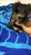 Yorkshire Terrier Puppies for sale in Missoula, MT, USA. price: $400