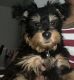 Yorkshire Terrier Puppies for sale in Lithia Springs, GA 30122, USA. price: $1,000