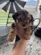 Yorkshire Terrier Puppies for sale in Greenville, SC, USA. price: $820
