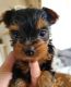Yorkshire Terrier Puppies for sale in Colorado Springs, CO, USA. price: $370