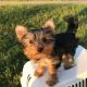 Yorkshire Terrier Puppies for sale in New York, NY 10014, USA. price: $450