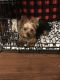 Yorkshire Terrier Puppies for sale in Yuma, AZ, USA. price: NA