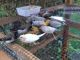 Zebra Dove Birds for sale in Birmingham, AL, USA. price: NA