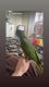Female Amazon Parrot