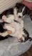 ABCA Registered Full Blooded Border Collie Puppies