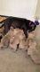 Champagne XL American Bully Puppies