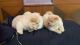 Chow Chow show quality puppies for sale