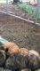 AKC English mastiff puppies