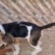 Beagle female puppy dog 4 month old