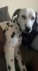 AKC Registered Purebred 9 Month Old Dalmatian