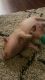 3 month old Miniature Pig. Comes with food and bedding!