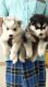 Siberian husky puppies for sale - Bangalore