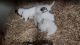 Great Pyrenees Puppies -Available end of April