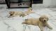 Golden retriever cute puppies (imported bloodline)