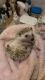 Rehoming juvenile male hedgehog