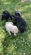 AKC American Labrator puppies