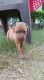 French Mastiff Puppies For sell