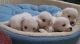 South Russian Ovcharka Puppies for sale