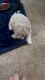 Bichon Frise babies fully vaccinated available May 5
