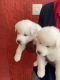 My puppies looking to new home i hope u will care well if u need it u