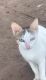 Heterochromia Cat