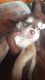 Hi red and white husky puppy available at banglore