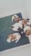 Jack Russell terrier puppies