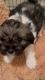 Shih tzu/Pomeranian puppies