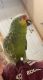 red lored amazon parrot. Pickles