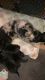 Male Newfoundland puppies for sale!