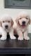 Extraordinary golden retriever male and female puppies